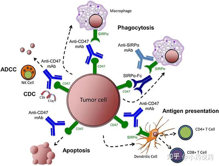 靶向cd47-sirpa在抗肿瘤治疗中的作用机制