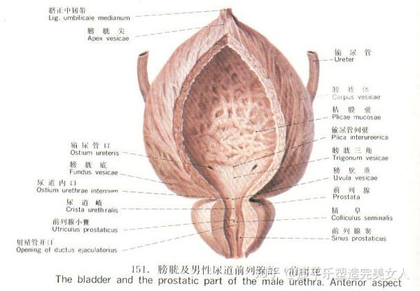 【膀胱除了炎症还可能引发这些哦!】