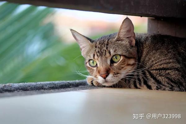 猫咪临死前为什么喜欢躲起来这6点才是终极原因