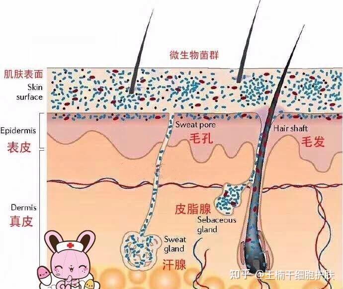细菌能否从完好的皮肤进入人体