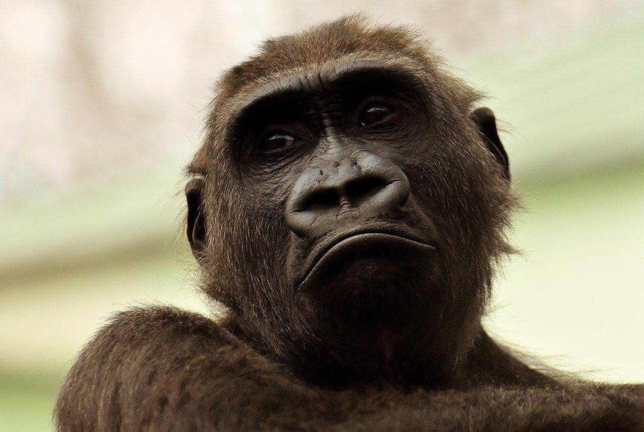 《科学报告》最新发表一篇动物学研究论文称,山地大猩猩或捶击胸口以