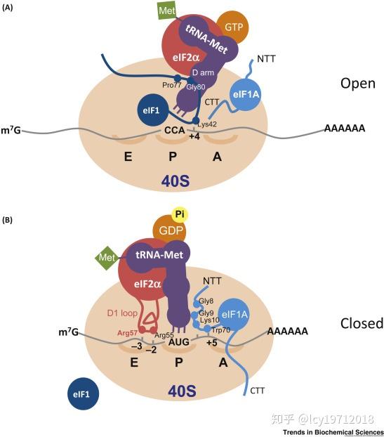 核糖体识别起始密码子.trends biochem sci.