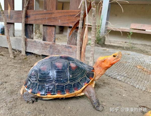 黄缘龟黄缘闭壳龟安缘安远闭壳龟