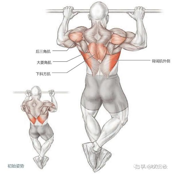 针对背部肌肉的练习包括耸肩,下拉,引体向上,拉背以及腰椎屈伸练习.