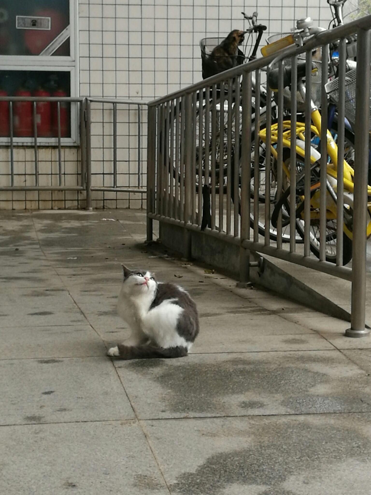 如何对待校园的流浪猫