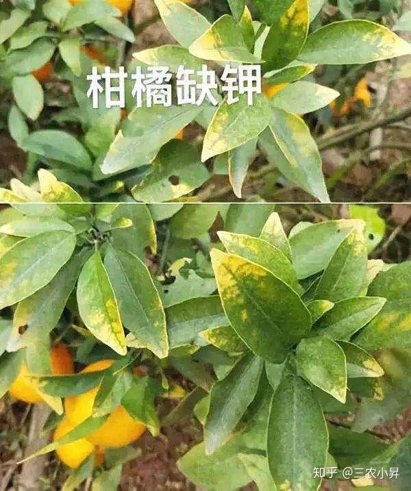 凋萎坏死生长点,叶片皱缩边黄卷. 叶尖弯钩缘枯焦,株倒蔟生结实少.