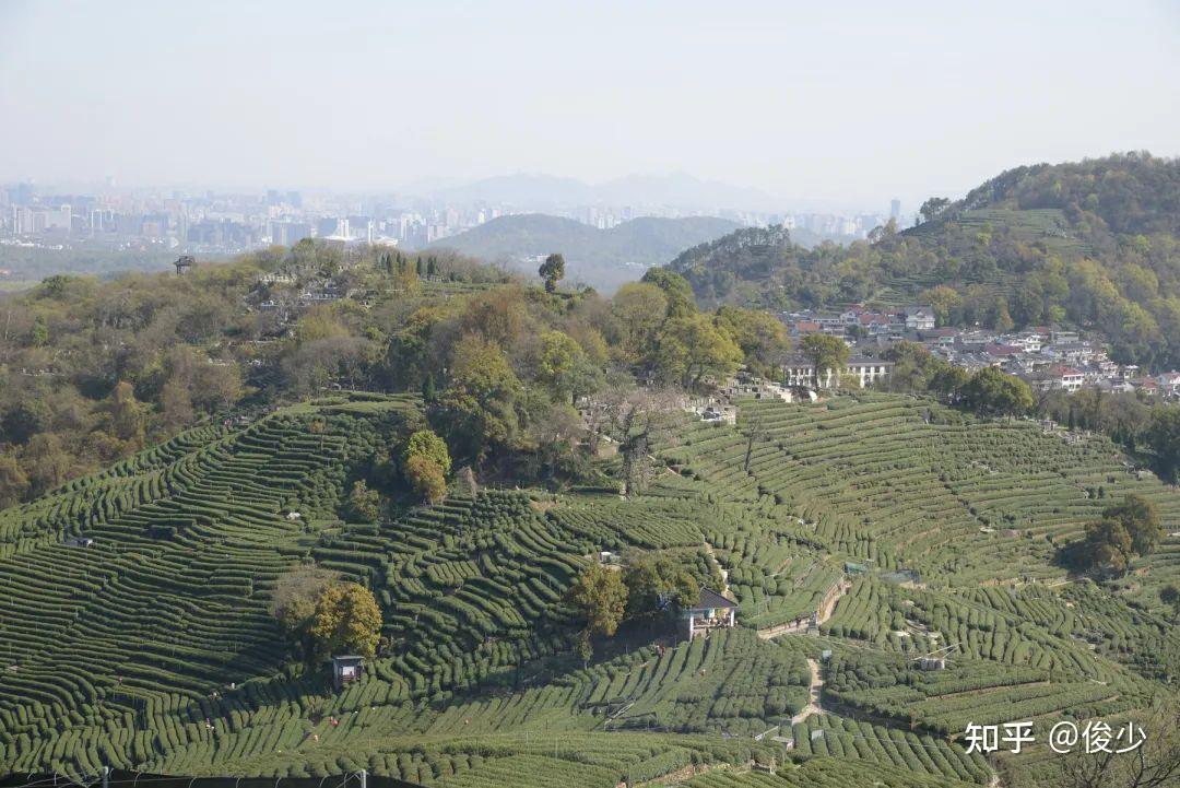 比邻龙井村的翁家山也是杭州知名的茶叶产地,这是西湖龙井一级保护区