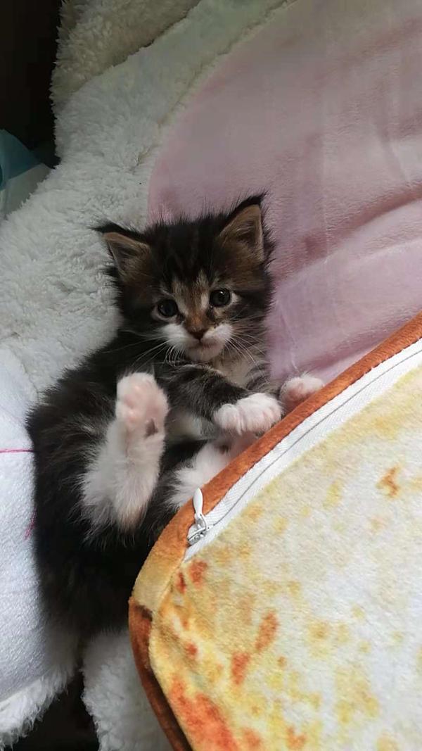 养缅因猫是一种怎样的体验?