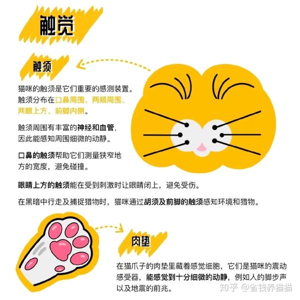 猫咪身体各部位的结构图,全篇干货