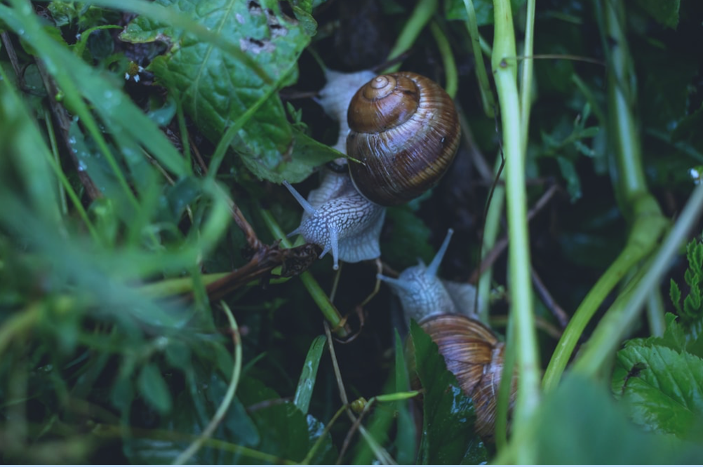 蜗牛在地球上生活了至少5.5亿年.