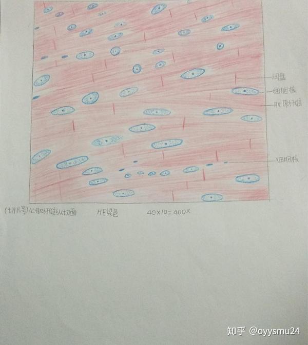 组织学与胚胎学红蓝铅笔画图