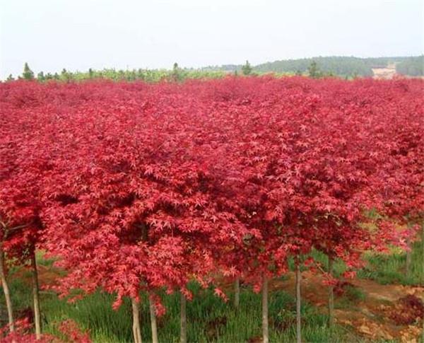 日本红枫红舞姬植物非试管高效快繁日本红枫红舞姬