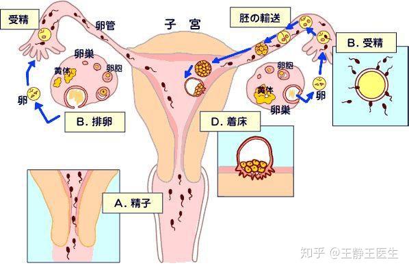 想要宝宝,先掌握这五个受孕必备条件