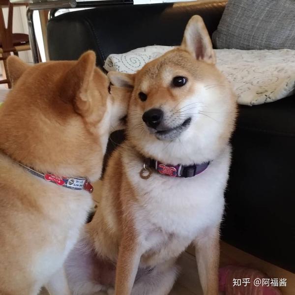 萨摩耶和柴犬,哪个比较好养?