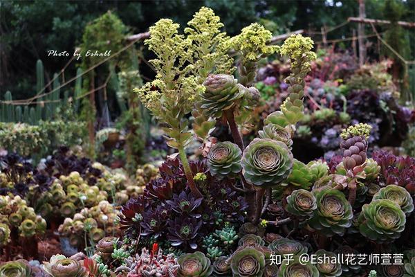 「肉肉控」多肉植物王国系列图集(Ⅰ)