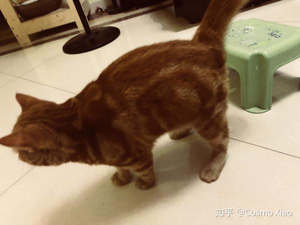 照片来自景福猫舍广州小猫家长,美国短毛猫红虎斑橘猫.