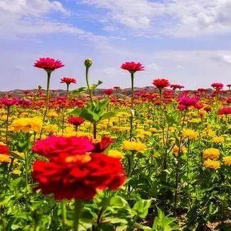 石林花海用一朵花开的时间与你相遇