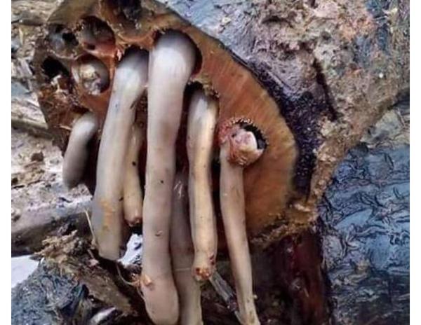 自然界有哪些长相可怕的动物?
