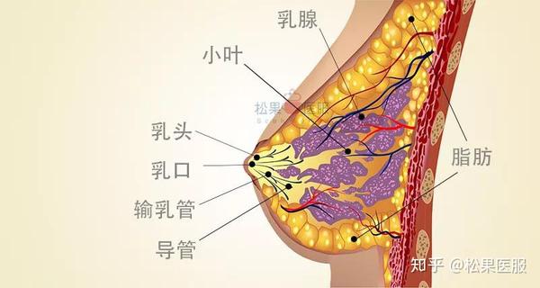 女性乳房结构