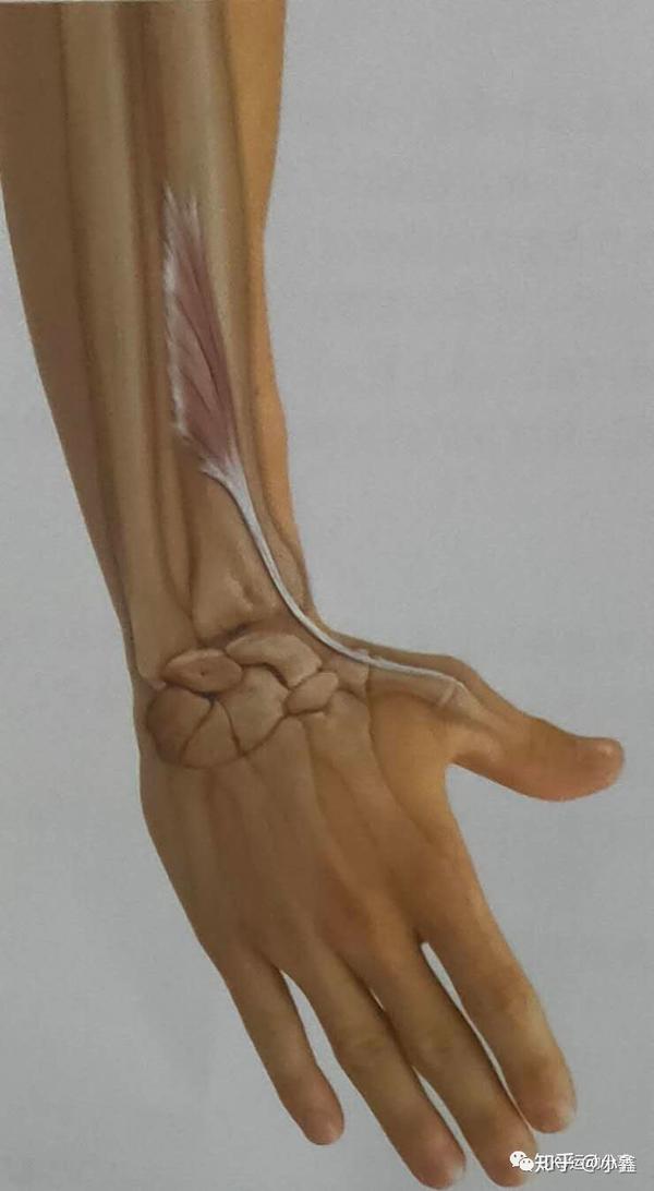 拇短伸肌能伸腕关节,拇指腕掌关节和拇指掌指关节,但不能伸拇指指骨间