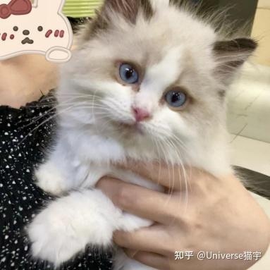 广州哪里买宠物猫靠谱