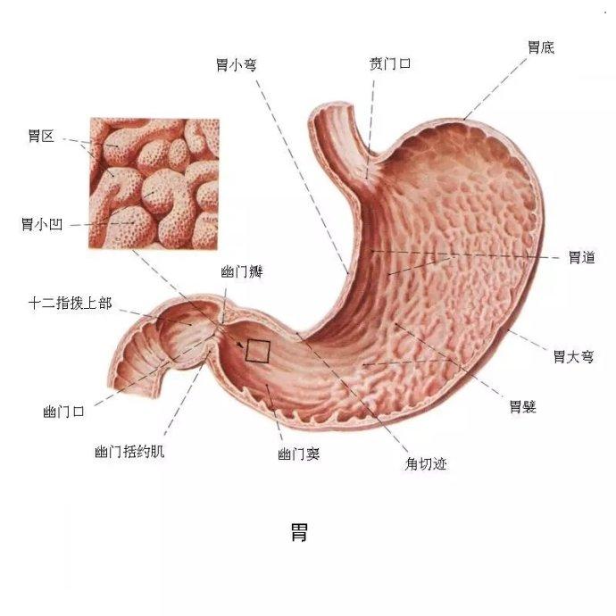 胃酸过多胃反流该如何治疗及日本高级胃药埃索美拉唑介绍
