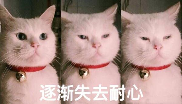 我没猫,如果有猫绝对不会存这么多别人家的猫 还有很多就不发了