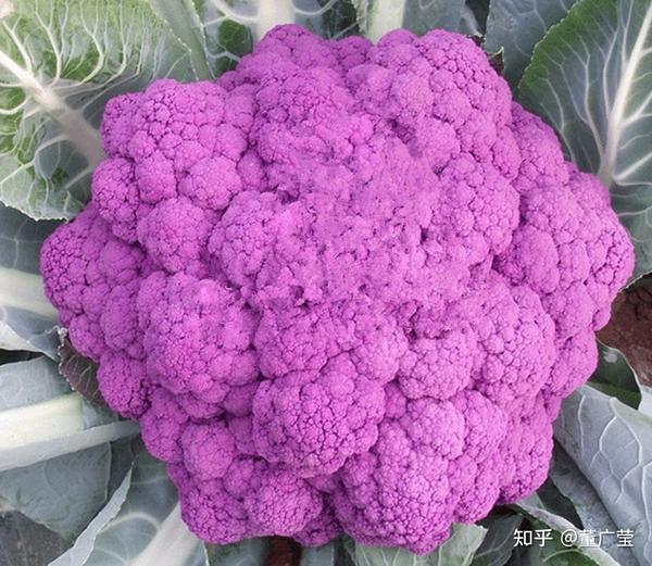 还不知道这35种紫色蔬菜你太亏了!富含花青素,营养又美味!