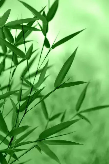 摄影| 竹子这样拍,照片美极啦!