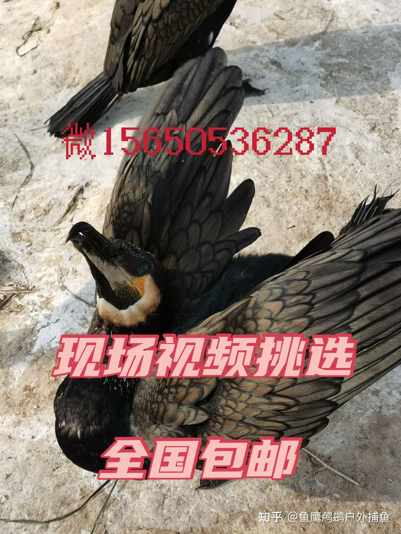 鱼鹰苗多少钱鱼鹰价格一只鱼鹰多少钱