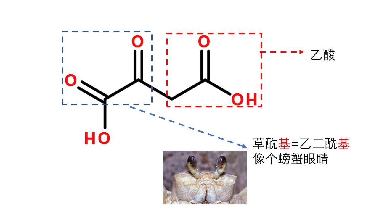 低碳减肥缺失的一环草酰乙酸