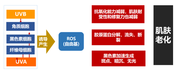 伊的家什么是自由基对皮肤有什么危害