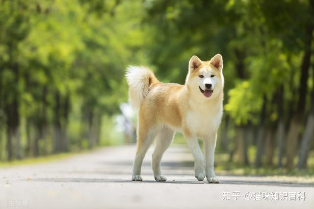 识狗术:有这几种特征的狗狗,是"旺财汪",旺家又旺主人