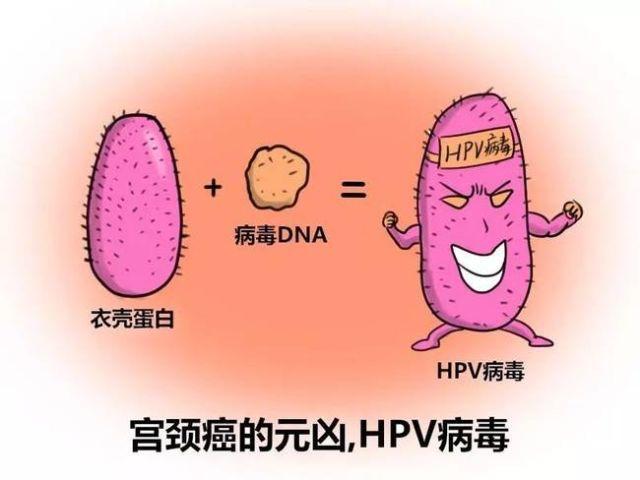 hpv是什么?