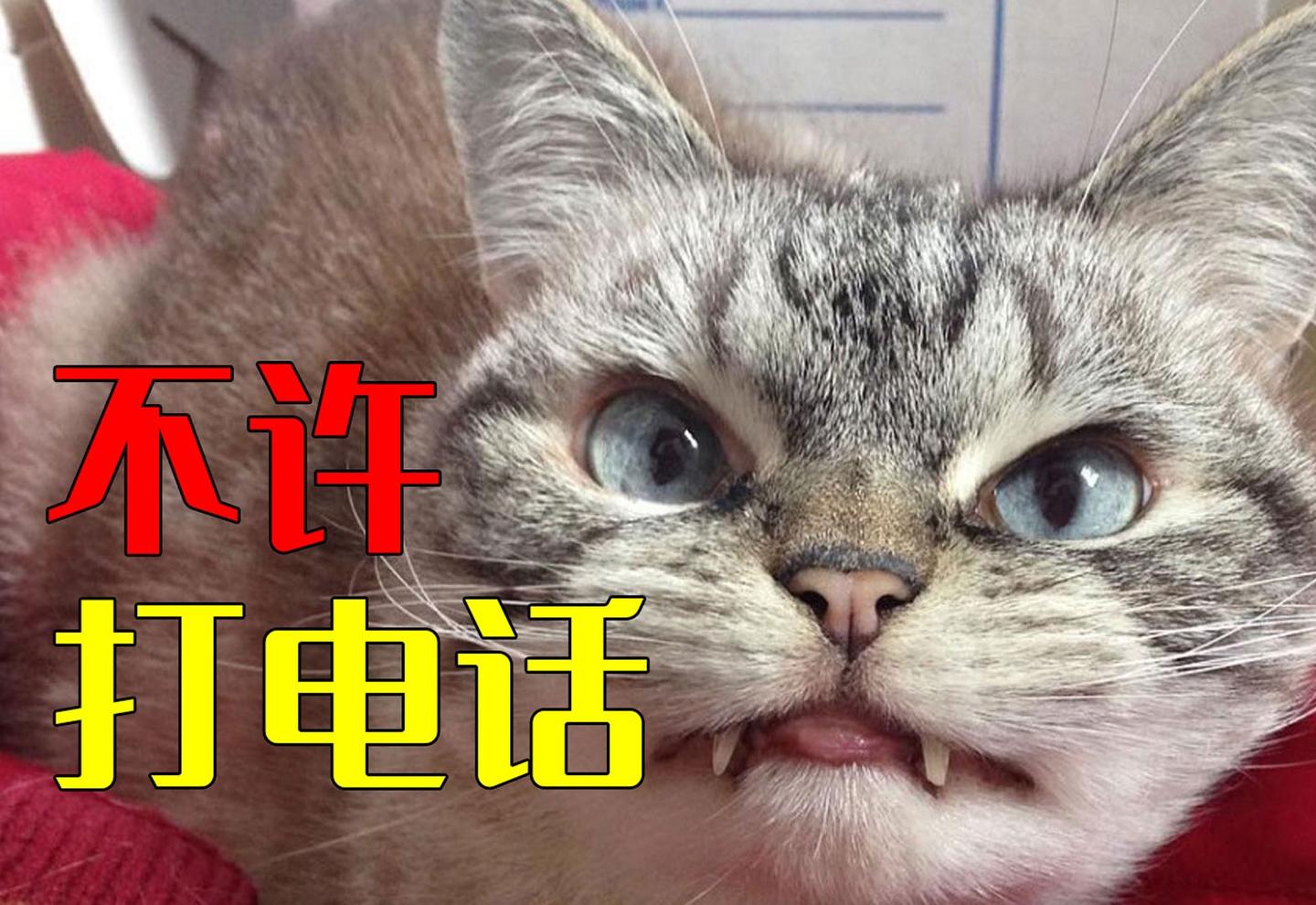 为什么每次打电话时,猫咪都要叫个不停甚至咬我呢