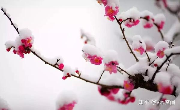 梅花醉,醉人的幽香,醉人的芳姿,醉人的傲雪斗霜!