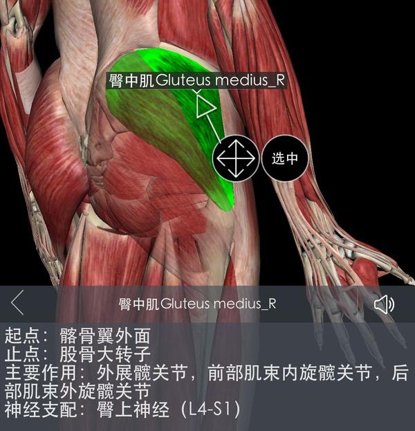 大腿肌肉太突出,感觉整条腿不协调,我该怎么练?