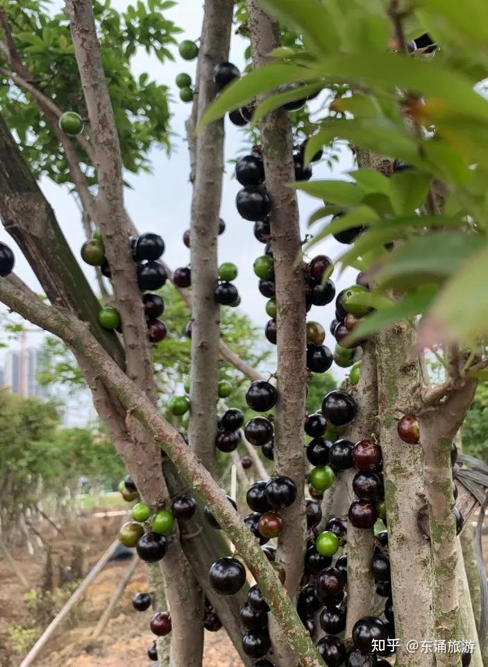 嘉宝果价格已经逐渐走向亲民路线因此这个非常具有营养价值的水果才会