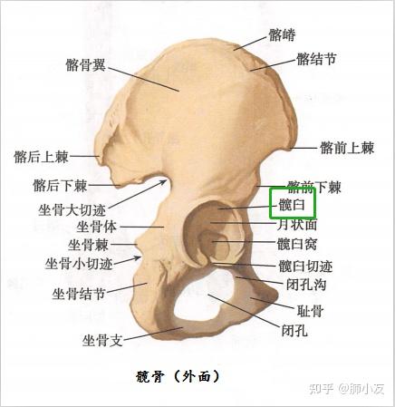 髋骨(外面)(图片来源:九版解剖学)