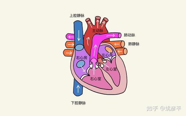 人体的心脏  心脏内有四个腔体,上面有两个心房,下面有两个心室.