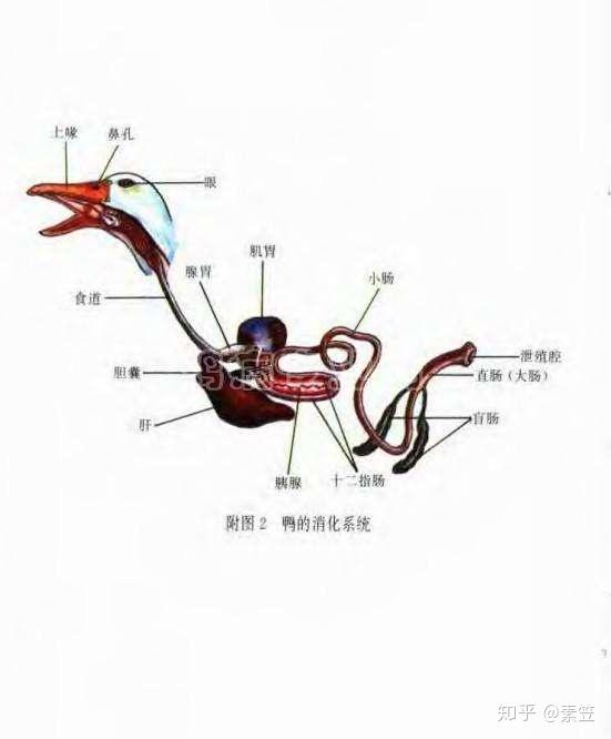 终于等到一个这个专业的问题了,以鸡和鸭为例吧,如下图:禽类消化器官