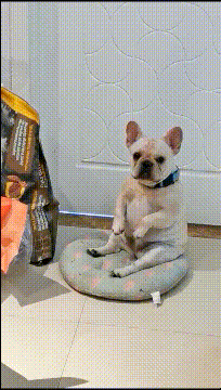 你一条狗子,坐姿这么犯规
