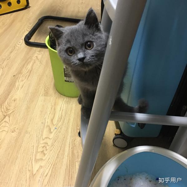 养一只英短蓝猫是什么体验?