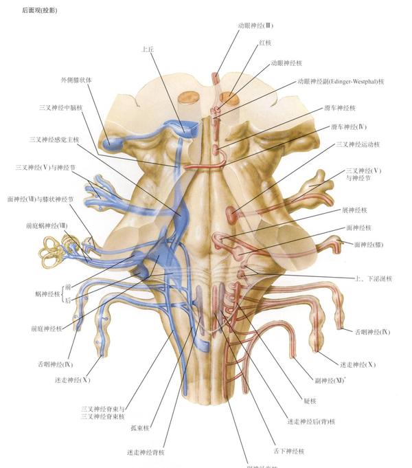 来记忆(如上图,这里无法详述发育过程):和运动的相关的核团往往在中线