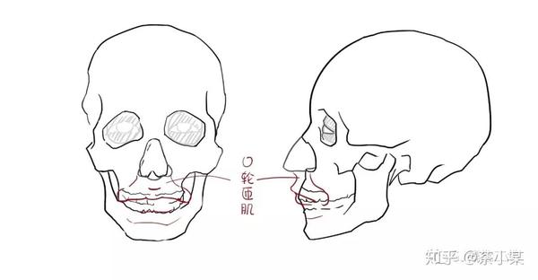 现在图中嘴唇边上用红线所标示的,便是口轮匝肌,要注意的就是鼻子与