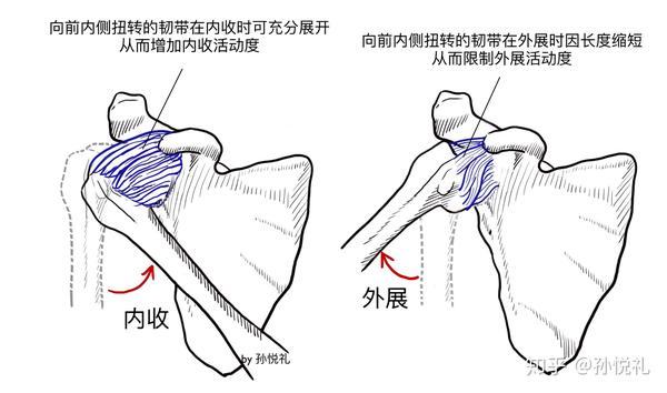 手绘力学分析肩关节的结构功能,日常自查方法和诊疗