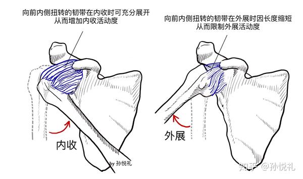 手绘力学分析肩关节的结构功能,日常自查方法和诊疗思路