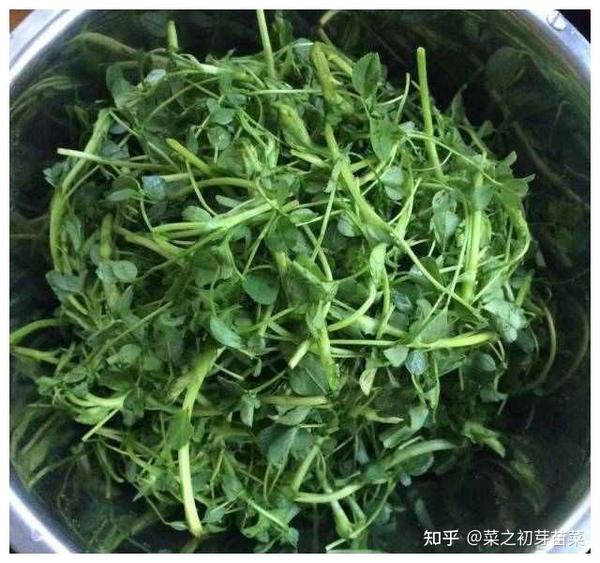 苜蓿芽苗菜的宜忌有哪些