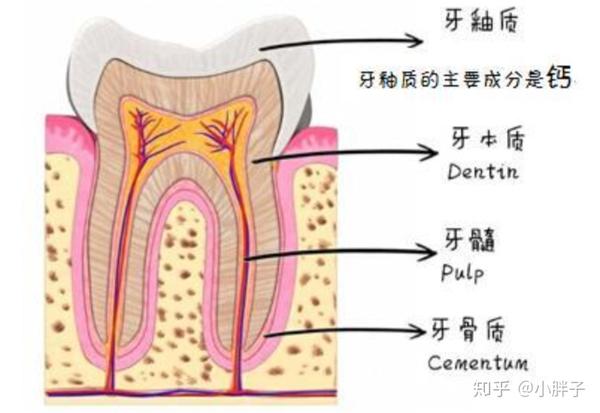 牙髓组织