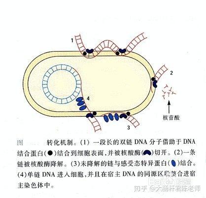 肺炎双球菌的"转化"是什么